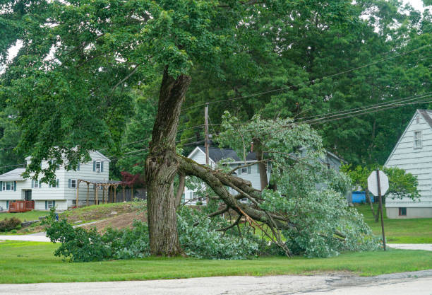 How Our Tree Care Process Works  in  Rollingwood, TX