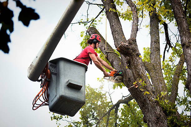 Best Storm Damage Tree Cleanup  in Rollingwood, TX